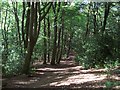 Path Running Through Owler car Wood