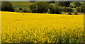 Rape field near Hillsborough (1)