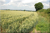 SK1508 : Wheat Field Looking Towards Lichfield by Mick Malpass