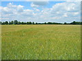 Farmland near New Farm