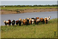 TF5916 : Livestock beside River Great Ouse by David Kemp