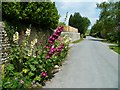 Hollyhocks in Burpham