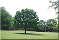 Tree, Wandsworth Common