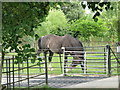 Horse and cattle grid, Layer Marney