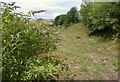 Path to Chelson Meadow