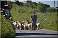 North Cornwall : Sheep on the B3263