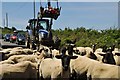 North Cornwall : Sheep on the B3263