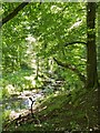 East Row Beck, Mulgrave Woods