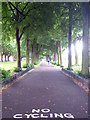 Avenue of lime trees in Wandsworth Park