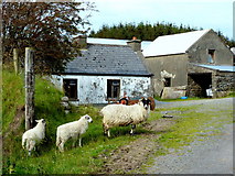 G7982 : Farm at Casheloogary by louise price