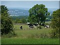 SE2113 : Grazing Friesian cows by Christine Johnstone