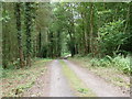 Footpath in Home Wood