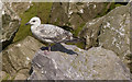 A young herring gull