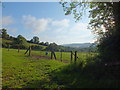 Grazing Field,Whitehall Farm,Luppitt, Devon