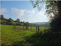 ST1804 : Grazing Field,Whitehall Farm,Luppitt, Devon by Raymond Cubberley