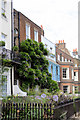 Wisteria on House at Kew Green