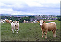 Cattle at Dalriada