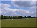 Pasture Field at Moreton Paddox