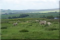 Sheep on Castercliff