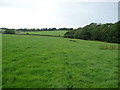 Footprints across the field near Llandough Castle