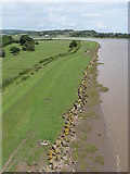 ST5491 : West bank of River Wye, from the M48 Wye Bridge by Gareth James