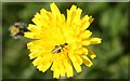 Mouse-ear Hawkweed