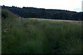 Fields and woodland on the edge of Newtyle