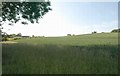 SP2951 : Wheat by Roundhill Wood by Derek Harper