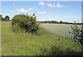 Gap in hedge near Red Hill