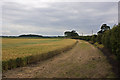 The edge of the field is neatly trimmed