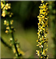 Agrimony near Agahalee