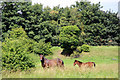 Horses near Admiral