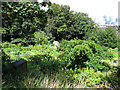 Humber Road allotments, looking west