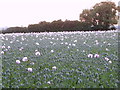 Opium poppies near Scotland Farm