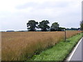TM4464 : Footpath to Abbey Lane by Geographer