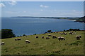 Grazing by the sea