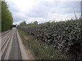 Dust-covered hedge, Newton Rd, Cardiff