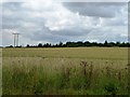 SE4414 : Unfenced wheatfield by Christine Johnstone