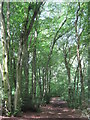 TQ4149 : Path in Staffhurst Wood  by David Anstiss