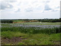 A field of flax south of Seaforde Road