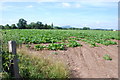 Field of Sugar Beet with a view of the Wrekin