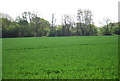 TQ7142 : Wheat, Castlemaine Farm by N Chadwick