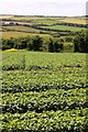 A field of potatoes near Newquay