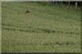 Roe Deer (Capreolus capreolus) in a field of wheat, Stanley