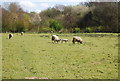 Sheep on the 1066 Country Walk