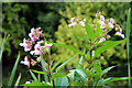 Himalayan Balsam (Impatiens glandulifera), River Lee Navigation, Hoddesdon