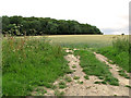 View towards Lonely Wood, Carlton