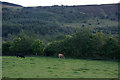 Cows in a field near Ballintuim