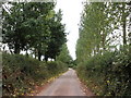 Tree-lined lane, between West Newton and Hedging