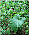 Lords-and-ladies (Arum maculatum)